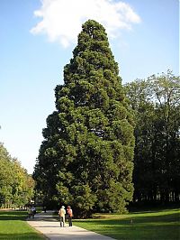 Fauna & Flora: Sequoia trees, Redwood National and State Parks, California, United States