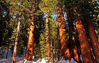 Fauna & Flora: Sequoia trees, Redwood National and State Parks, California, United States