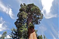 Fauna & Flora: Sequoia trees, Redwood National and State Parks, California, United States