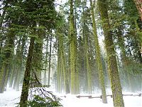 Fauna & Flora: Sequoia trees, Redwood National and State Parks, California, United States