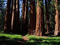 Fauna & Flora: Sequoia trees, Redwood National and State Parks, California, United States