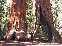 Fauna & Flora: Sequoia trees, Redwood National and State Parks, California, United States