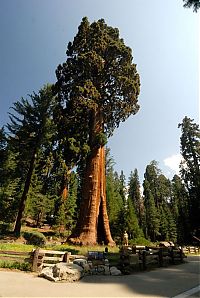 Fauna & Flora: Sequoia trees, Redwood National and State Parks, California, United States