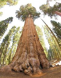 Fauna & Flora: Sequoia trees, Redwood National and State Parks, California, United States