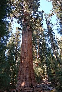 Fauna & Flora: Sequoia trees, Redwood National and State Parks, California, United States