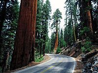 Fauna & Flora: Sequoia trees, Redwood National and State Parks, California, United States