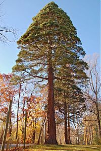 Fauna & Flora: Sequoia trees, Redwood National and State Parks, California, United States