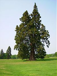 Fauna & Flora: Sequoia trees, Redwood National and State Parks, California, United States