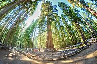 TopRq.com search results: Sequoia trees, Redwood National and State Parks, California, United States