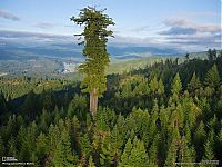 Fauna & Flora: Sequoia trees, Redwood National and State Parks, California, United States