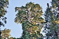 Fauna & Flora: Sequoia trees, Redwood National and State Parks, California, United States