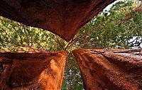 Sequoia trees, Redwood National and State Parks, California, United States
