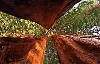 Fauna & Flora: Sequoia trees, Redwood National and State Parks, California, United States