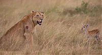 TopRq.com search results: wounded lioness adopts baby antelope after killing its mother