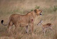 Fauna & Flora: wounded lioness adopts baby antelope after killing its mother