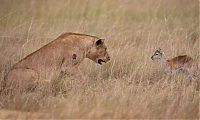 TopRq.com search results: wounded lioness adopts baby antelope after killing its mother