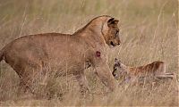 TopRq.com search results: wounded lioness adopts baby antelope after killing its mother