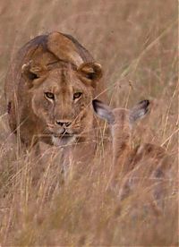 Fauna & Flora: wounded lioness adopts baby antelope after killing its mother