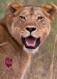 TopRq.com search results: wounded lioness adopts baby antelope after killing its mother