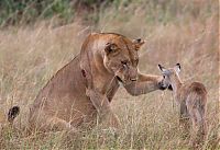 Fauna & Flora: wounded lioness adopts baby antelope after killing its mother