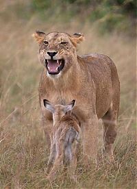 Fauna & Flora: wounded lioness adopts baby antelope after killing its mother