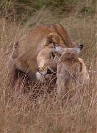 Fauna & Flora: wounded lioness adopts baby antelope after killing its mother