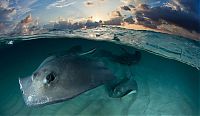 TopRq.com search results: Wildlife Photographer winners 2012