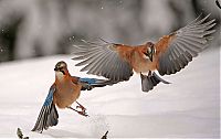 TopRq.com search results: Wildlife Photographer winners 2012