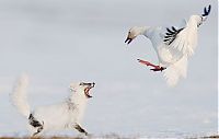 TopRq.com search results: Wildlife Photographer winners 2012