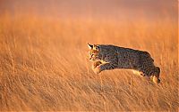 TopRq.com search results: Wildlife Photographer winners 2012