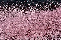 TopRq.com search results: Pink blanket of flamingos, Rift Valley lakes, Nakuru Lake National Park, Kenya