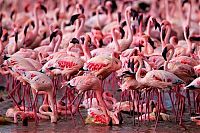 Fauna & Flora: Pink blanket of flamingos, Rift Valley lakes, Nakuru Lake National Park, Kenya