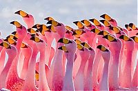 TopRq.com search results: Pink blanket of flamingos, Rift Valley lakes, Nakuru Lake National Park, Kenya