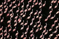 TopRq.com search results: Pink blanket of flamingos, Rift Valley lakes, Nakuru Lake National Park, Kenya