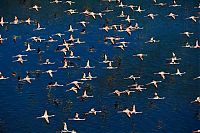 TopRq.com search results: Pink blanket of flamingos, Rift Valley lakes, Nakuru Lake National Park, Kenya