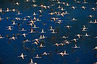 Fauna & Flora: Pink blanket of flamingos, Rift Valley lakes, Nakuru Lake National Park, Kenya