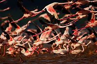 Fauna & Flora: Pink blanket of flamingos, Rift Valley lakes, Nakuru Lake National Park, Kenya
