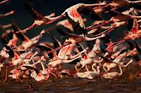 TopRq.com search results: Pink blanket of flamingos, Rift Valley lakes, Nakuru Lake National Park, Kenya