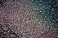 Fauna & Flora: Pink blanket of flamingos, Rift Valley lakes, Nakuru Lake National Park, Kenya