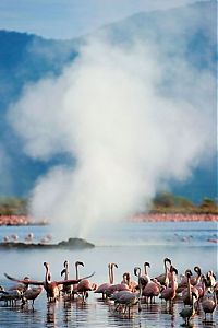 Fauna & Flora: Pink blanket of flamingos, Rift Valley lakes, Nakuru Lake National Park, Kenya