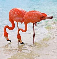 Fauna & Flora: Pink blanket of flamingos, Rift Valley lakes, Nakuru Lake National Park, Kenya