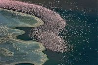 Fauna & Flora: Pink blanket of flamingos, Rift Valley lakes, Nakuru Lake National Park, Kenya