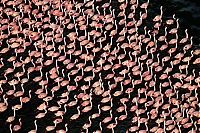 Fauna & Flora: Pink blanket of flamingos, Rift Valley lakes, Nakuru Lake National Park, Kenya