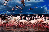 Fauna & Flora: Pink blanket of flamingos, Rift Valley lakes, Nakuru Lake National Park, Kenya