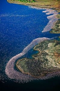 Fauna & Flora: Pink blanket of flamingos, Rift Valley lakes, Nakuru Lake National Park, Kenya