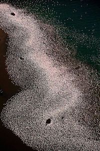 Fauna & Flora: Pink blanket of flamingos, Rift Valley lakes, Nakuru Lake National Park, Kenya