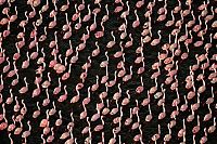 Fauna & Flora: Pink blanket of flamingos, Rift Valley lakes, Nakuru Lake National Park, Kenya