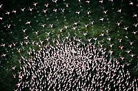 Fauna & Flora: Pink blanket of flamingos, Rift Valley lakes, Nakuru Lake National Park, Kenya