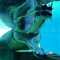 TopRq.com search results: gharial crocodile