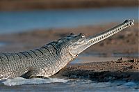 Fauna & Flora: gharial crocodile